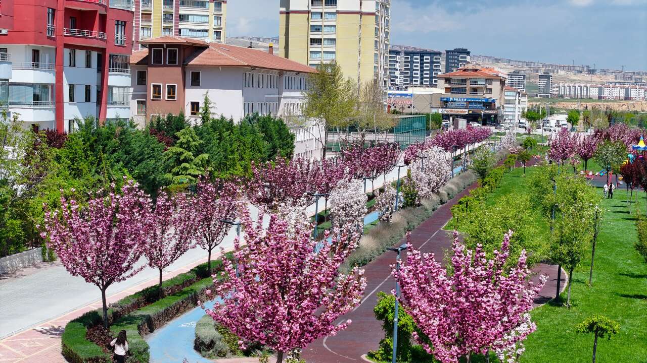 Burası Japonya değil, Konya! Sakuralar çiçek açtı 9